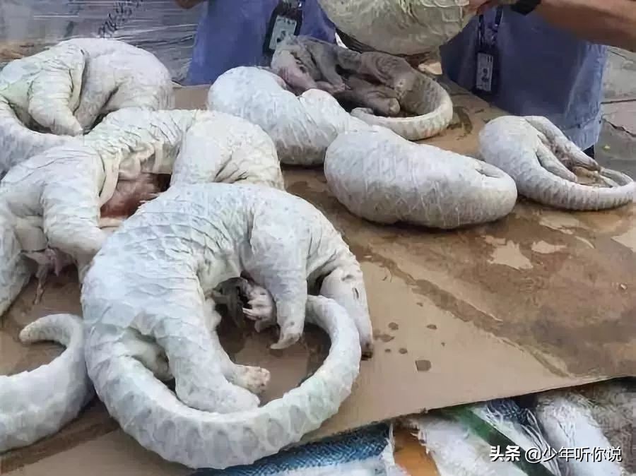 近期因为人类导致的物种灭绝,科普五次物种灭绝事件