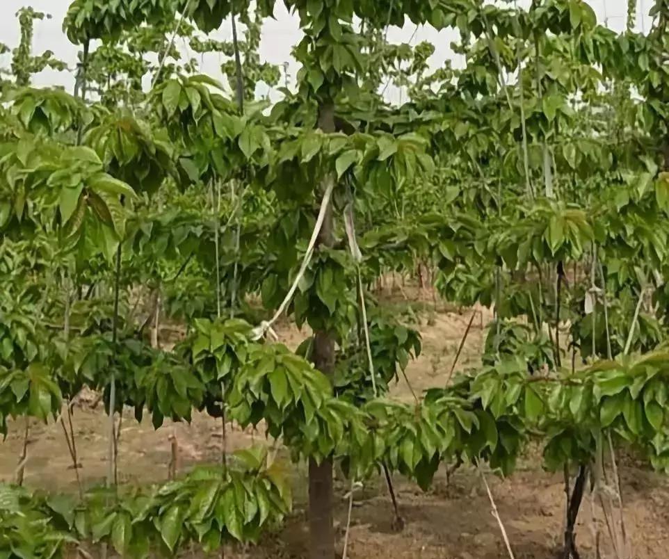 大樱桃病虫害全年防治方法有哪些,大樱桃病虫害全年防治方法直播间