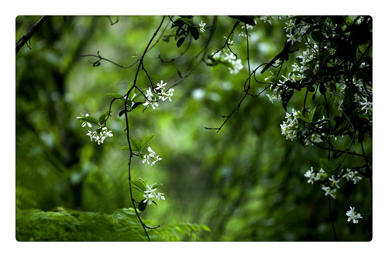 品谷雨茶，聊中国第五大发明——二十四节气
