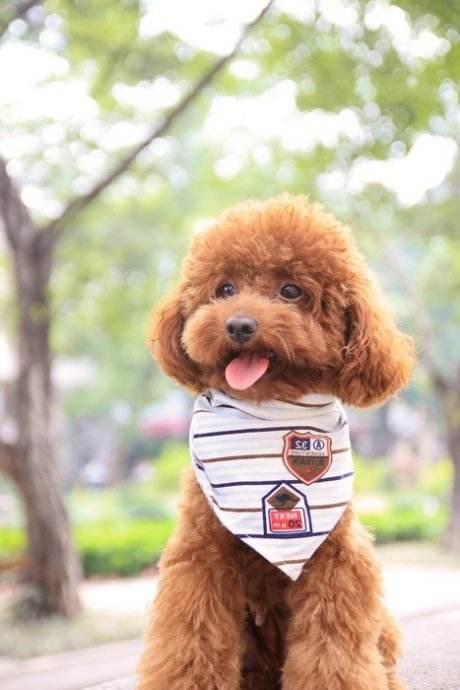 狗狗有必要训练定点,狗狗老是在家里乱尿可以笼养吗