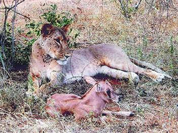 母狮捕获一只小羚羊却不忍吃,母狮和刚出生的小羚羊