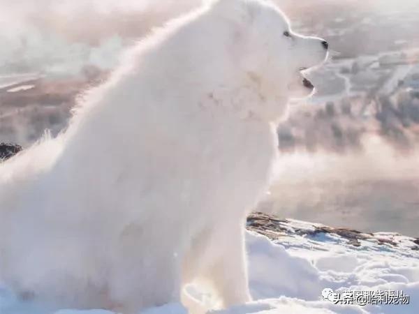 要狗看门？千万别选萨摩耶！这货除了笑不会干别的了