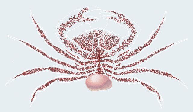 蟹奴寄生在母螃蟹上吗,蟹奴寄生的只有公蟹吗