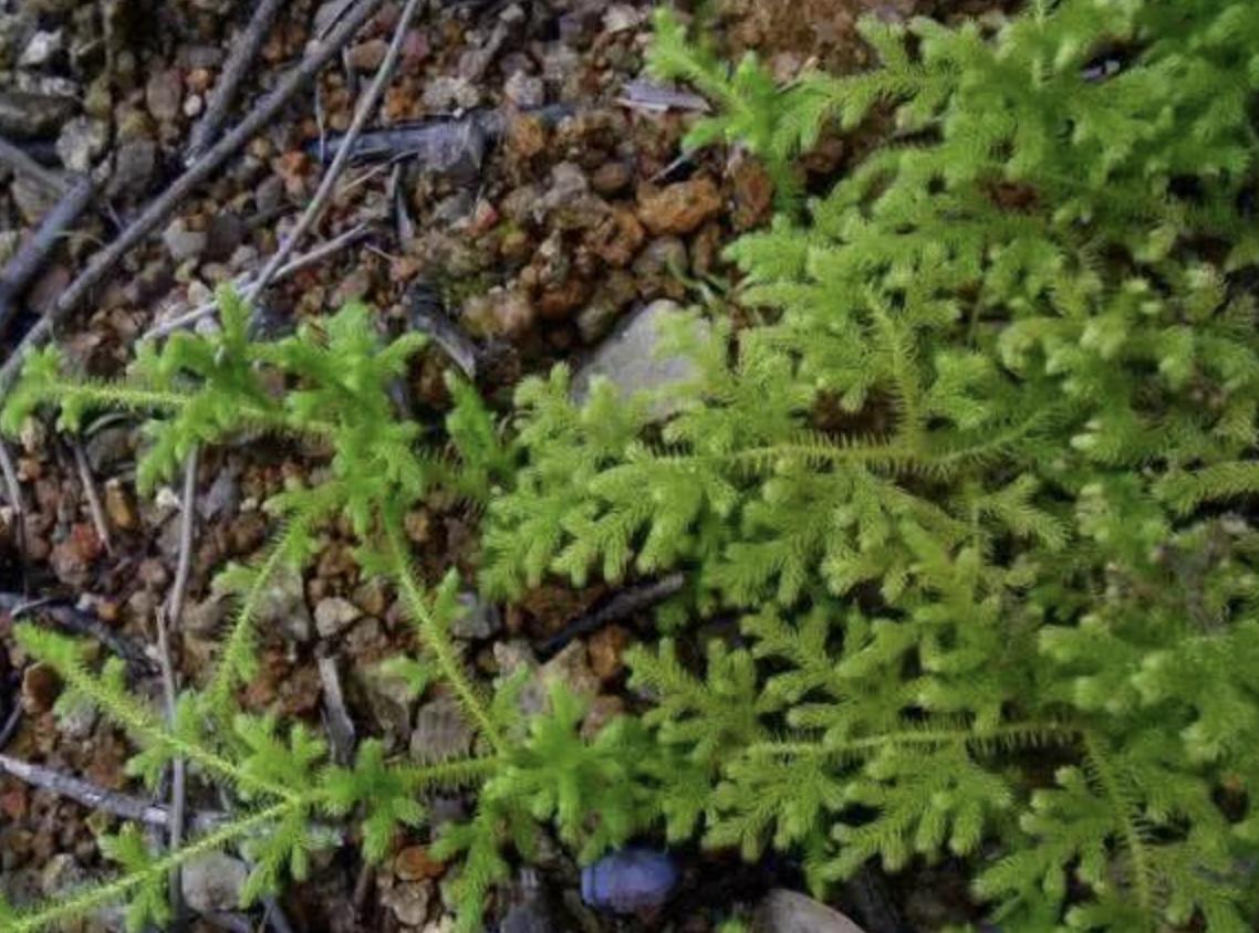 小溪边的1种“杂草”，人称“铺地蜈蚣”，挖1棵少1棵，请珍惜
