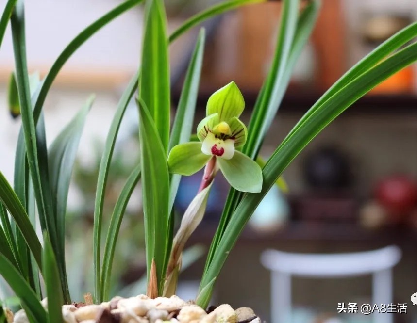 每日一品栏目,每日一品七律