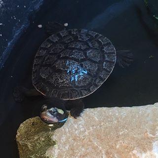 乌龟腐皮病及处理方法,乌龟腐皮腐甲多久上一次药