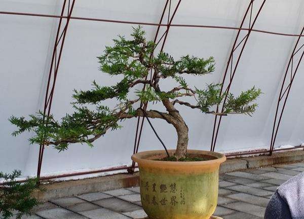 关于红豆杉的栽培与管理,观赏性红豆杉怎么修剪好看