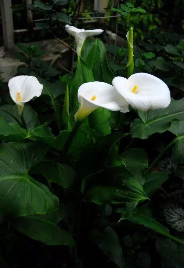 铜钱草与马蹄莲区别,马蹄金铜钱草怎么更旺盛