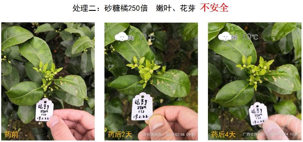 果园青苔怎么养最好,果园清除青苔最好的办法