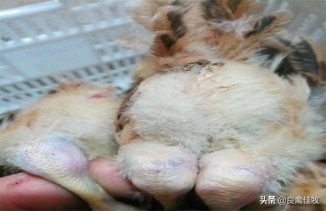 你养的鸡为啥老生病,小鸡养着养着就站不稳了