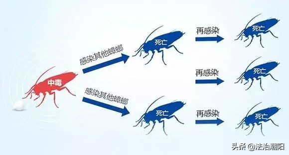 灭蟑螂最好的方法一招解决,蟑螂怎么灭杀最好方法