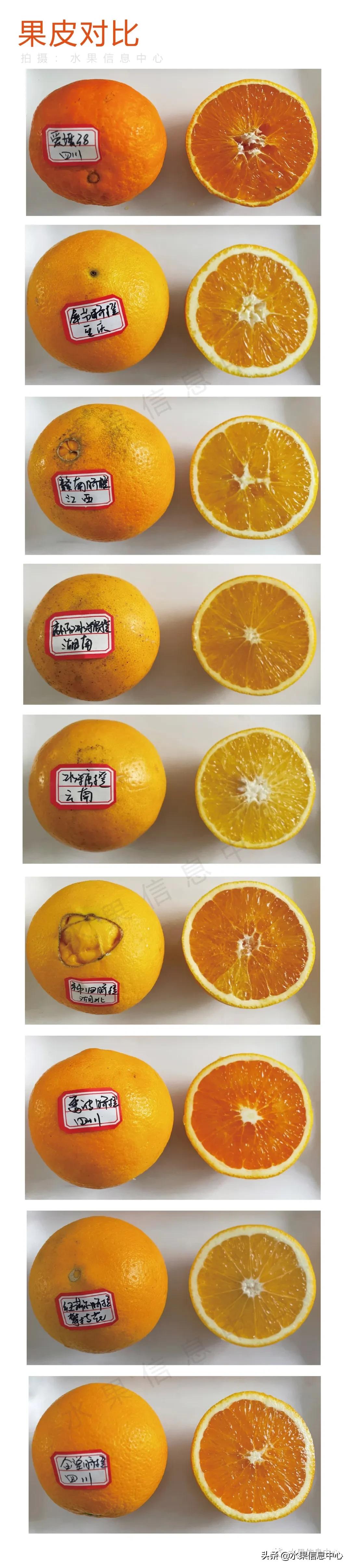 9种橙子测评,正宗秭归脐橙湖北橙子