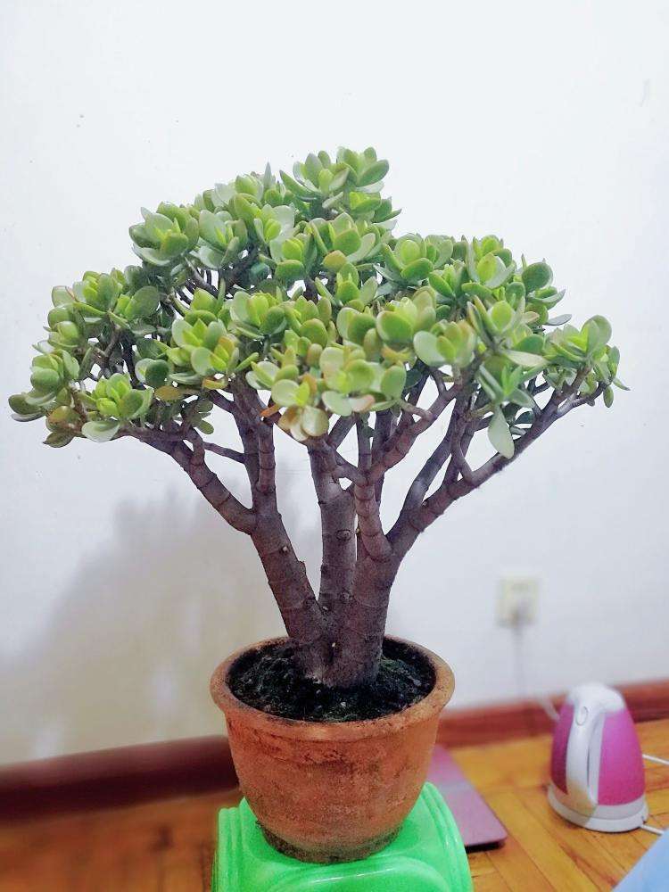 玉树多久浇一次水玉树浇水方法,秋天玉树怎样修剪最漂亮