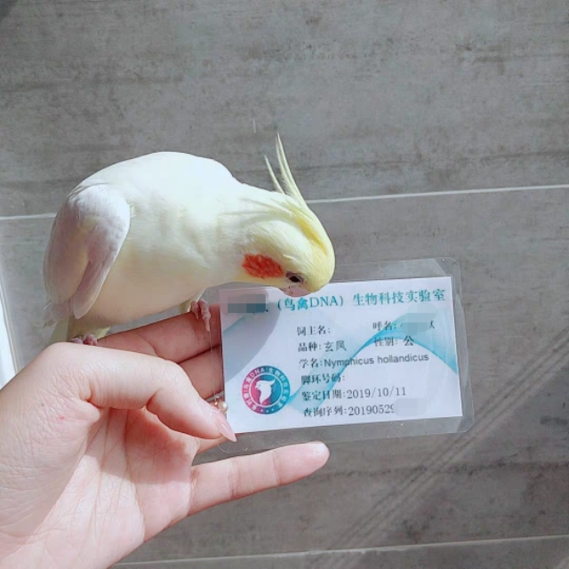 新手鹦鹉饲养技巧你知道多少呢,新手饲养鹦鹉必备知识有哪些