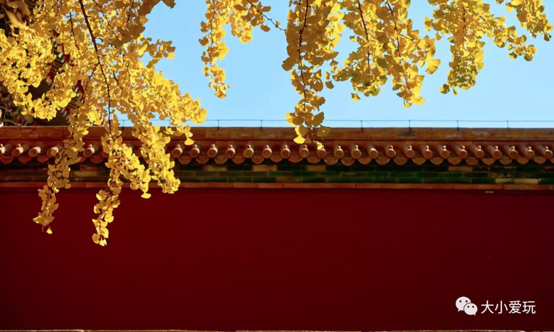 北京红螺寺银杏最佳观赏时间,北京赏银杏景区有哪些