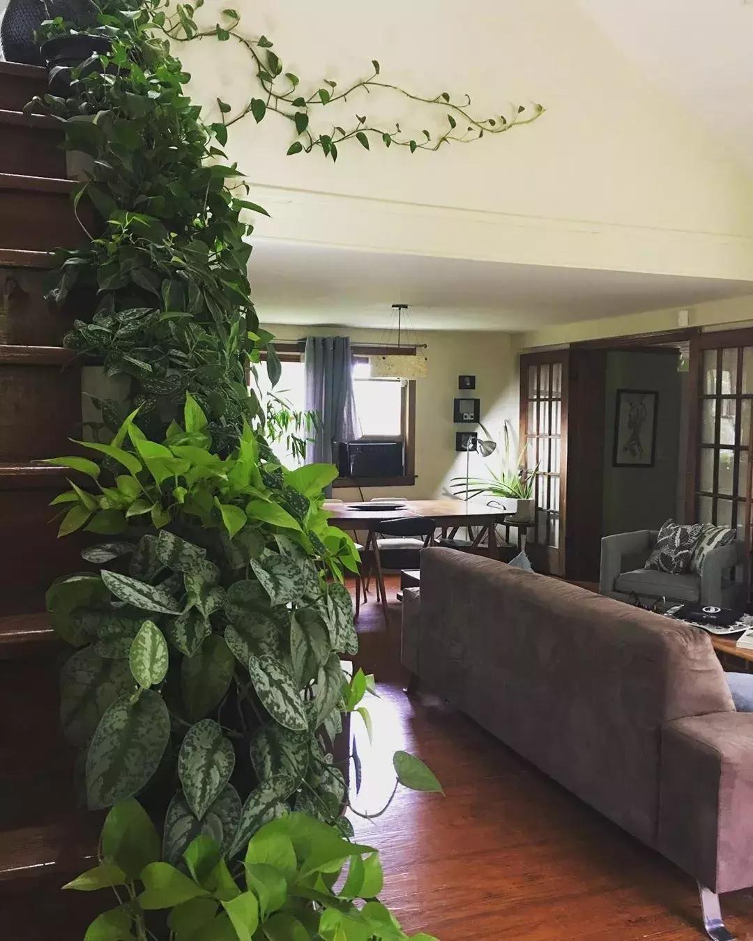 对猫咪无害的绿植花卉,猫咪禁忌养的植物