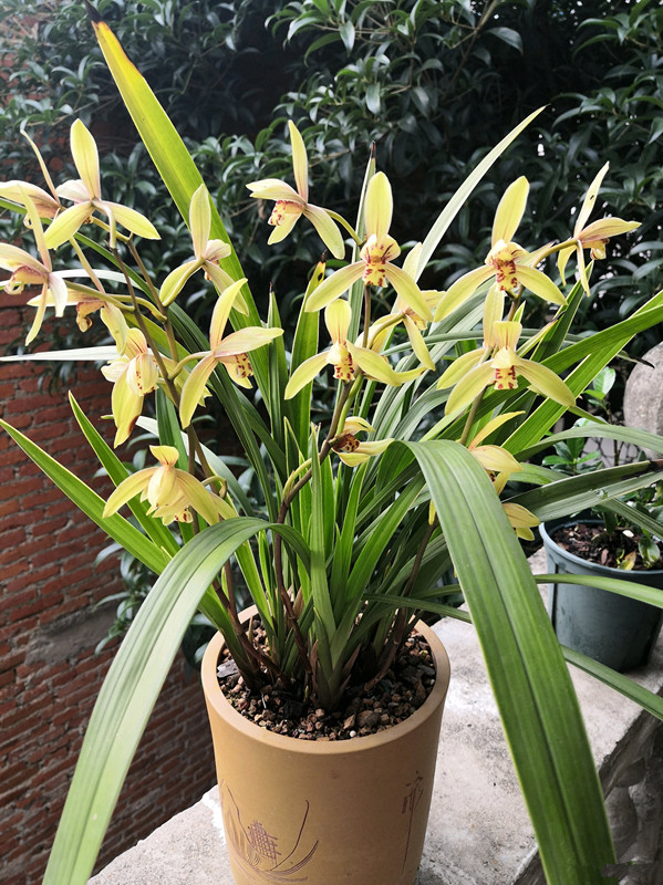 人养花花,人养花花养人哪些花养人