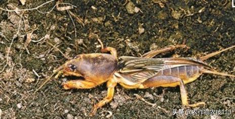 红豆如何高产,红豆高产叶面肥