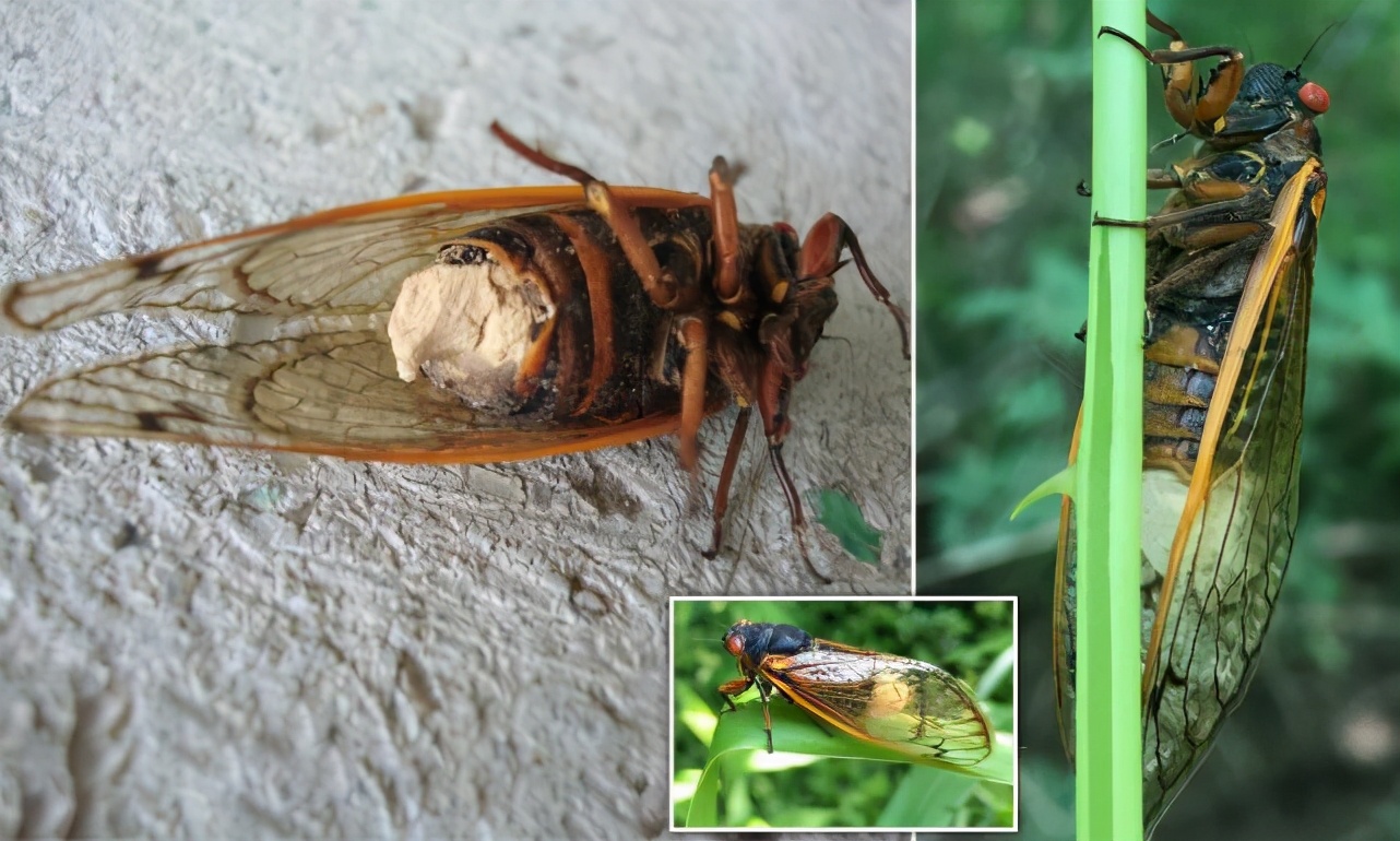 十七年蝉和普通蝉可以繁殖吗,17年出现一次的蝉