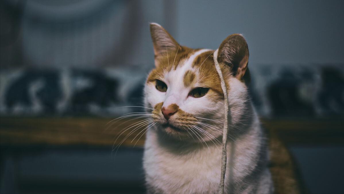 猫咪得猫癣一定会传染给人吗,脚气会不会传染给猫形成猫癣