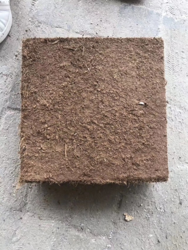 多肉植物能不能晒太阳和浇水,多肉植物太阳不直晒颜色就长不好