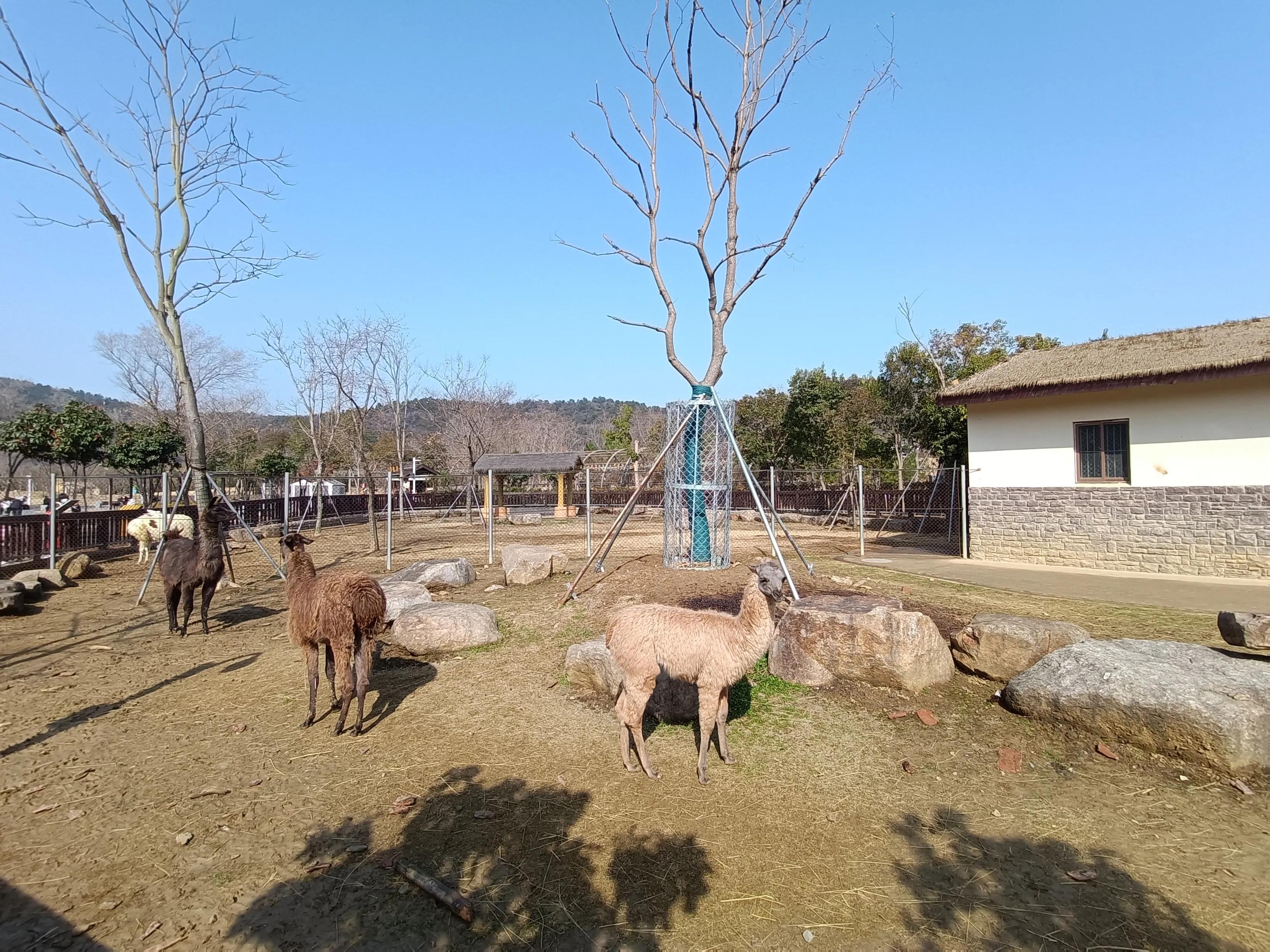 上方山森林公园作文,上方山森林公园动物世界