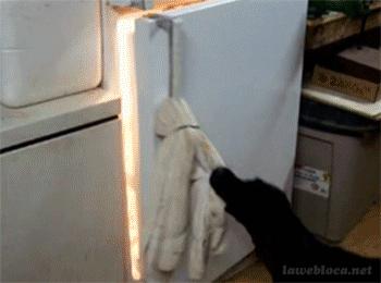 夏天太热怎么让狗狗变得凉快,夏天热狗狗怎么降温