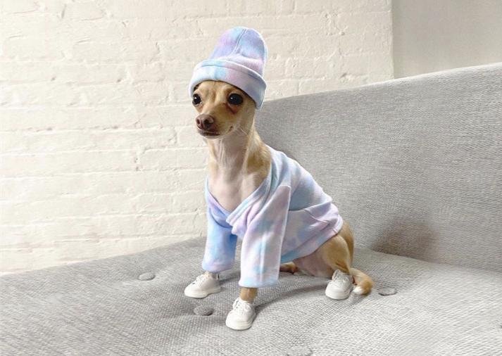 还在自嘲单身狗？快醒一醒！看看汪星人都拥有LV限量款了