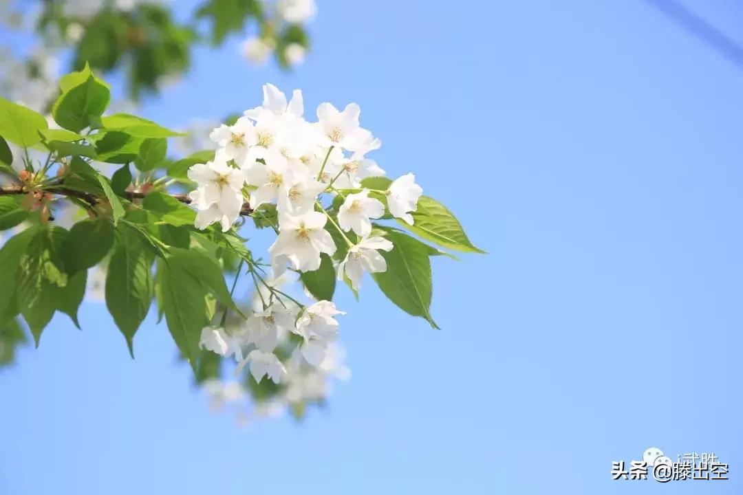 带你来樱花园看浪漫樱花,最美校园春天必打卡的樱花胜地