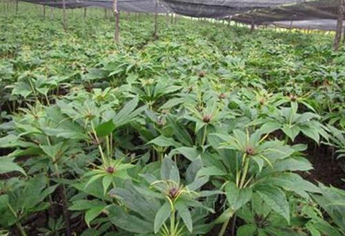 重楼林下种植亩产量多少公斤,林下种植重楼一亩地要多少种苗