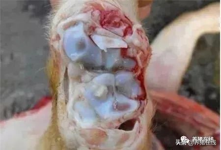 头孢和什么搭配最好,头孢可以搭配什么药