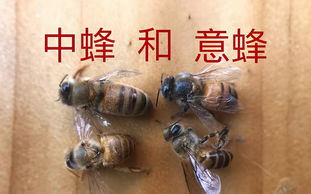 蜜蜂为什么会被发现,蜜蜂对人类有多大影响