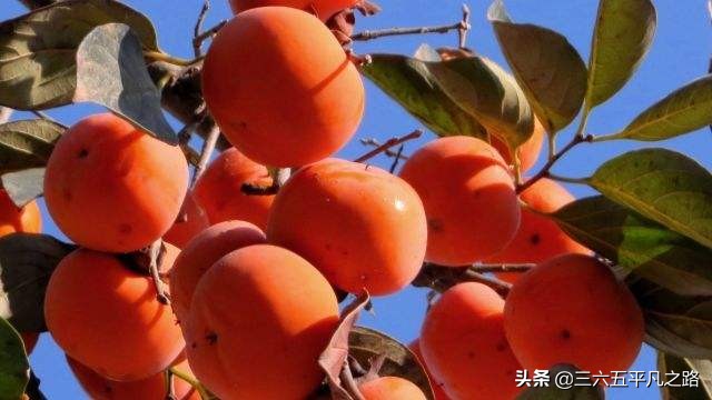 一个柿子十副药有什么说法,一个柿子十副药的下一句