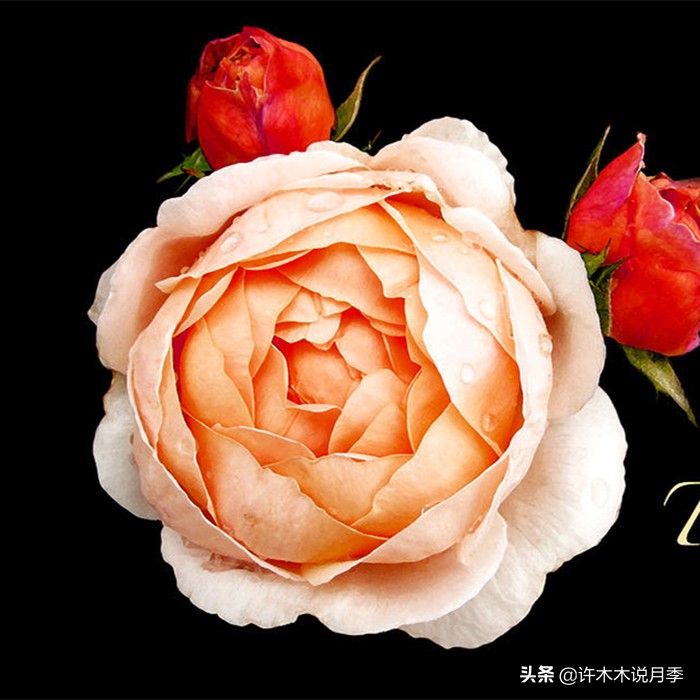 网购月季应该怎么种植？月季移栽后出现黄叶、枯萎是什么原因呢？