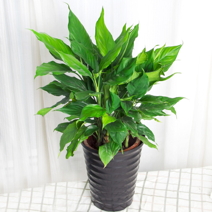 人养花花,人养花花养人哪些花养人