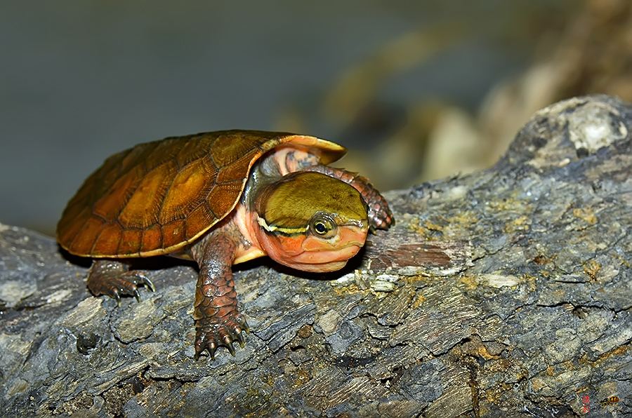 牢底坐穿系列,养一只就会坐牢,快看下你家有没有这些乌龟