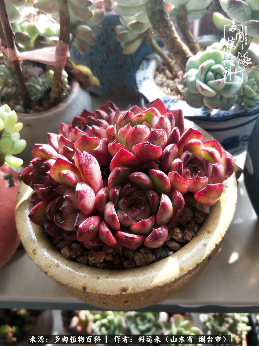 世上怎么会有这么可爱的生物,这世上怎么会有那么可爱的小可爱