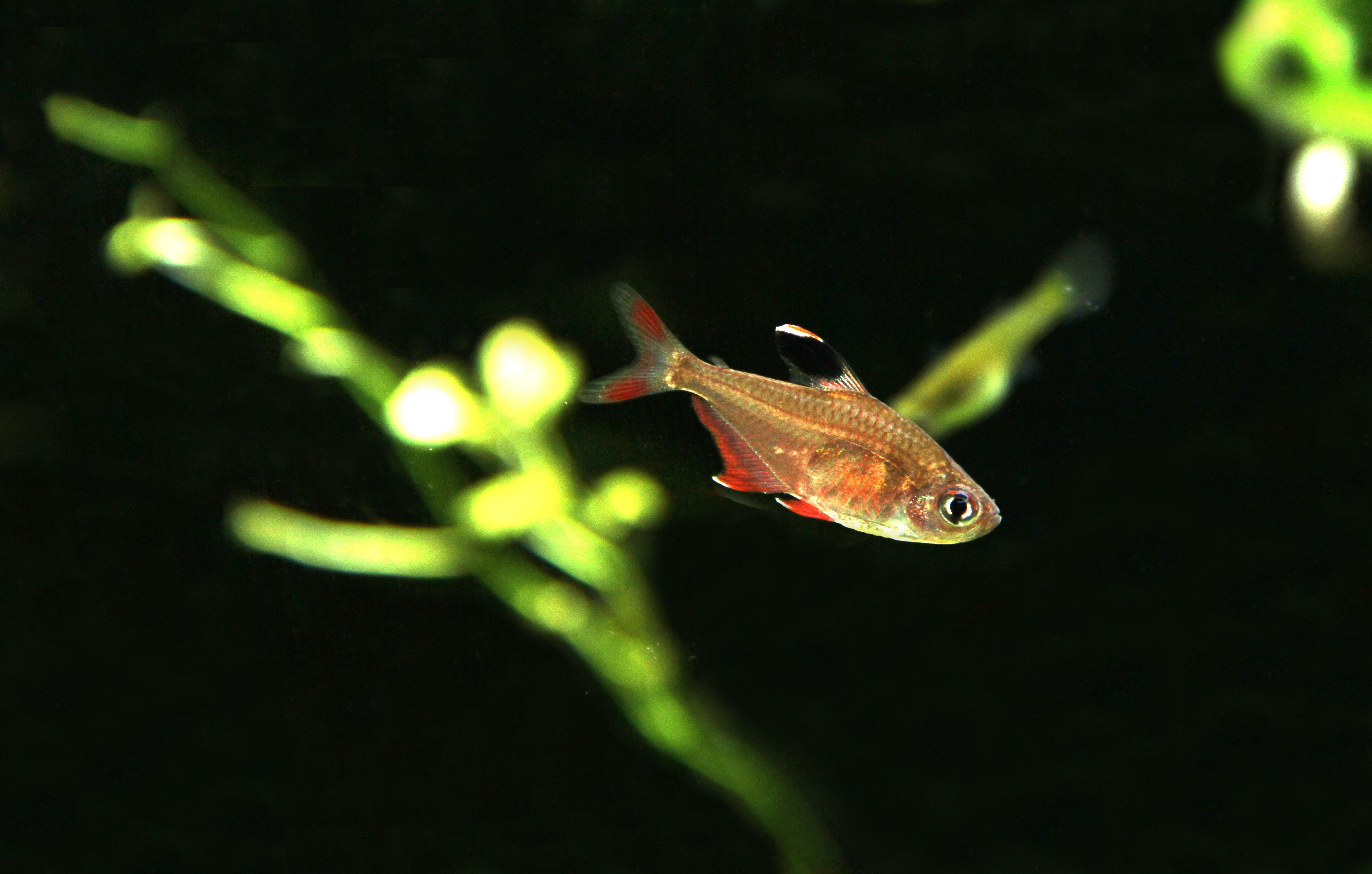 水族缸的乐趣,水草缸动物的日常生活