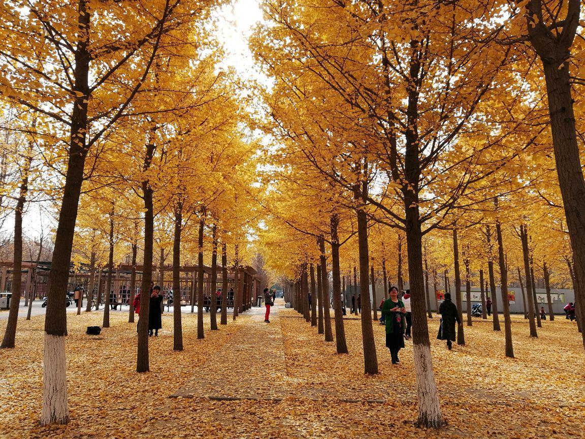 北京私藏赏秋秘境遛娃宝藏目的地,北京十大遛娃必去景点