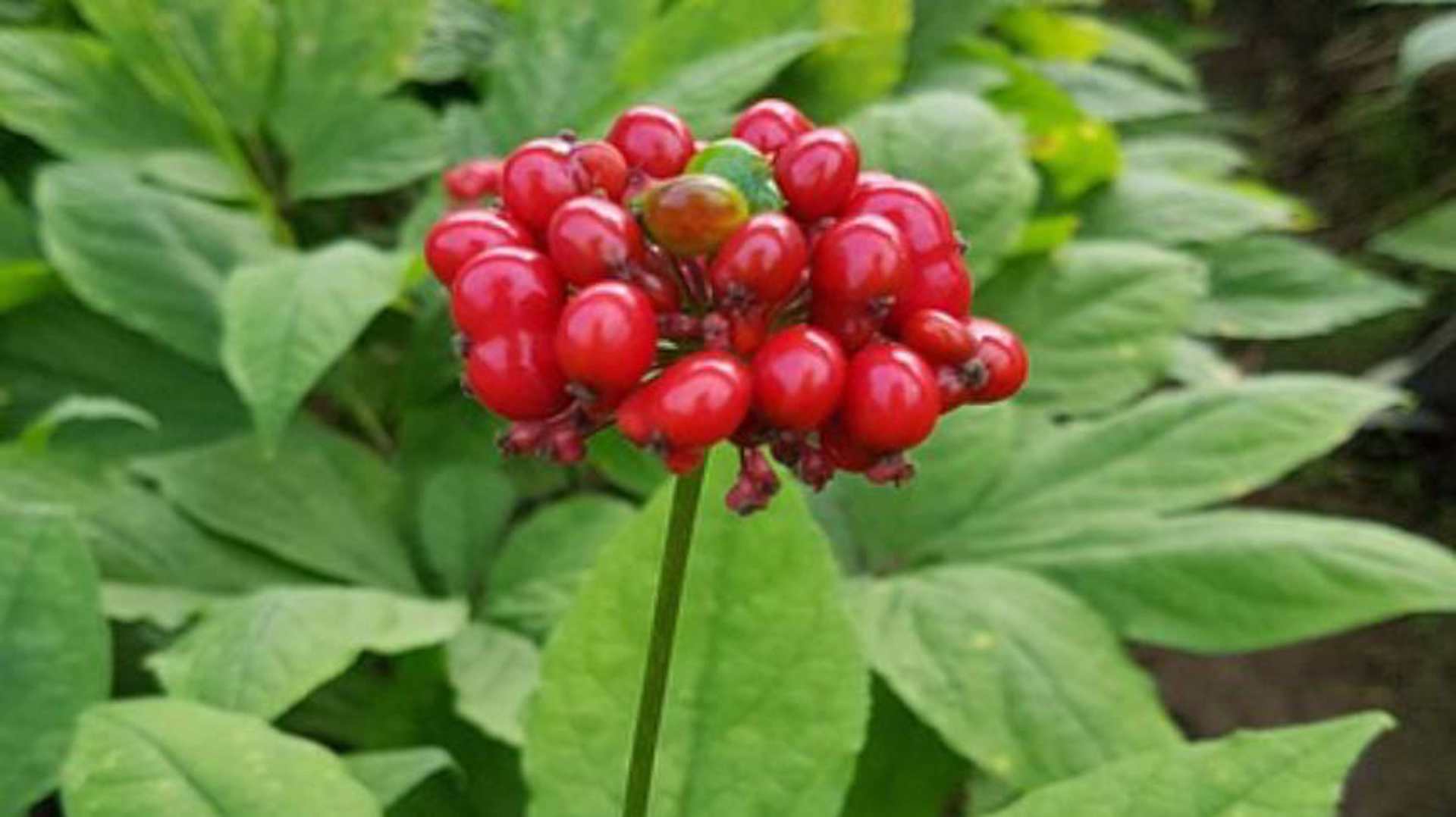 野生人参为什么那么珍贵,同样规格的人参为什么价格不一样