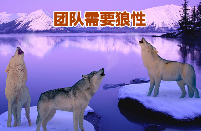 狼的50条处世格言,狼的一生格言和感悟