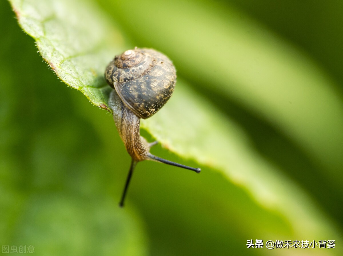 种植蔬菜蜗牛很多怎么办,蔬菜上的蜗牛用什么方法治