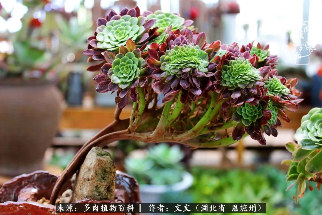 夏季多肉花园图片,初夏多肉花园