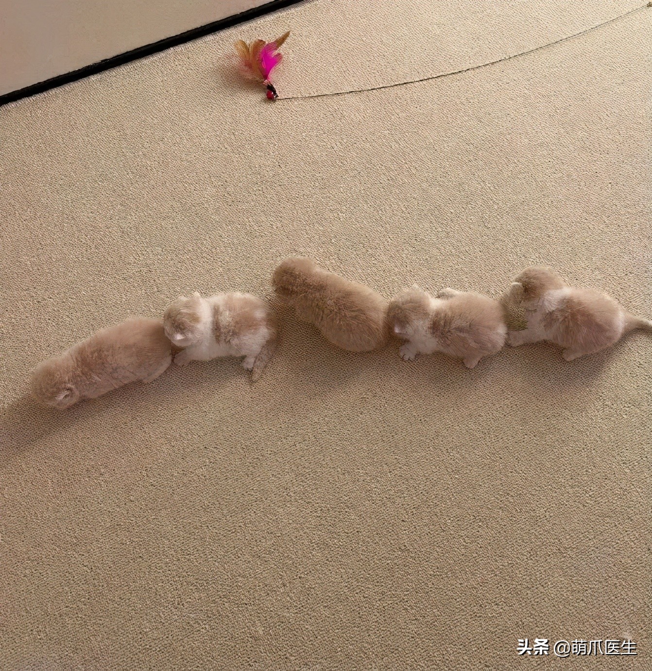 猫：来啊，踩我屁股啊，使点劲儿