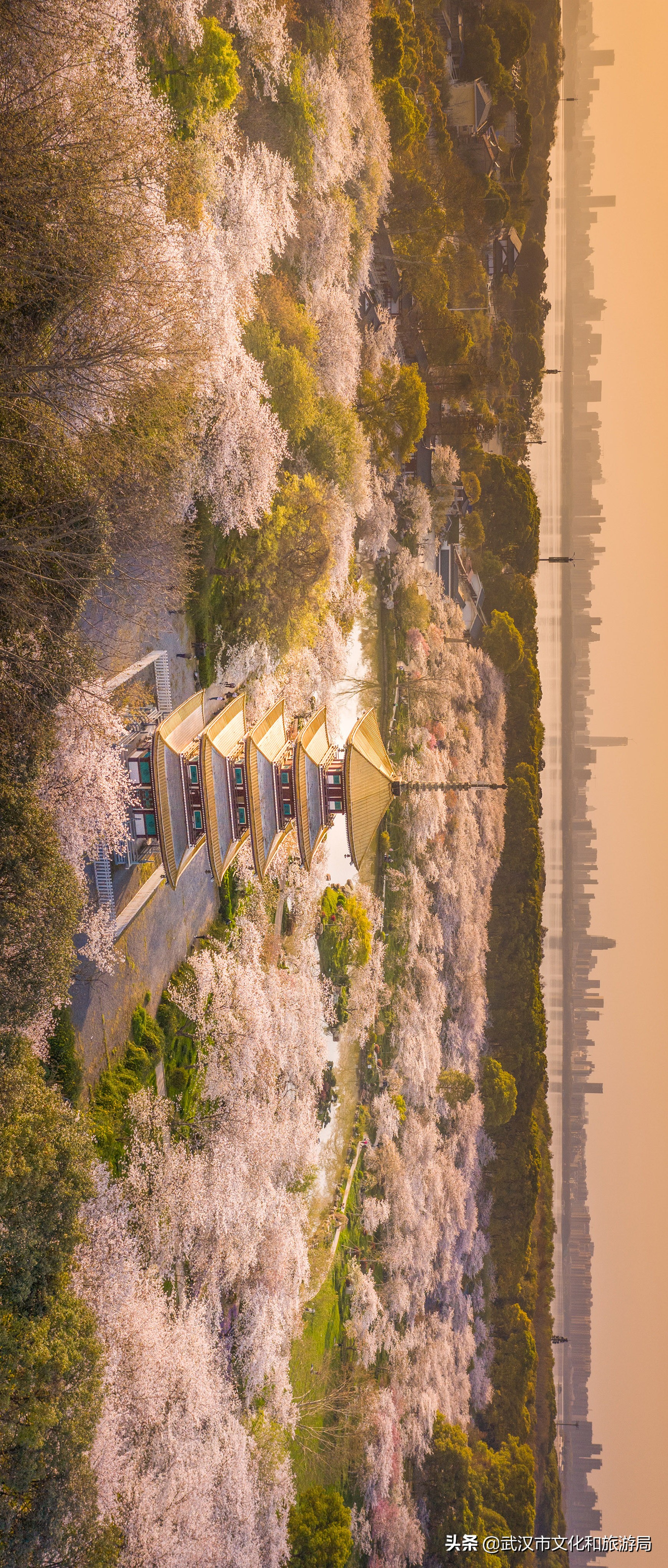 武汉东湖樱花门票,武汉看樱花的景点
