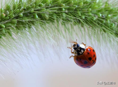 七星瓢虫能带来好运吗,七星瓢虫和二十四星瓢虫