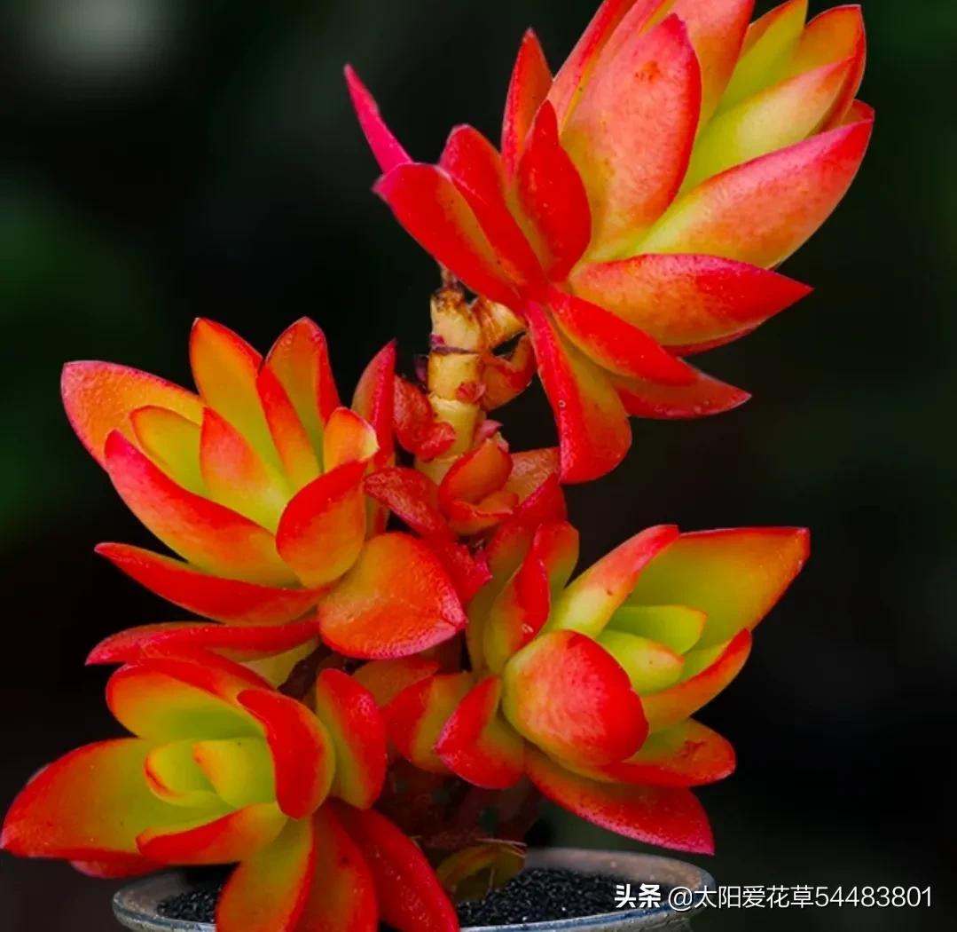 火祭徒长视频,火祭徒长