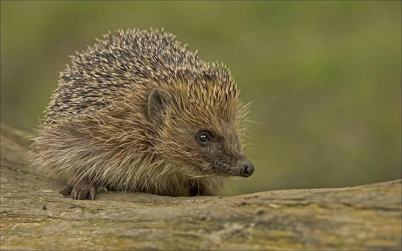 刺猬为啥不能随便碰,刺猬为什么不能放到外面