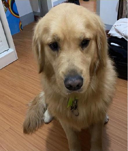 金毛犬防暑,高温橙色预警小狗狗