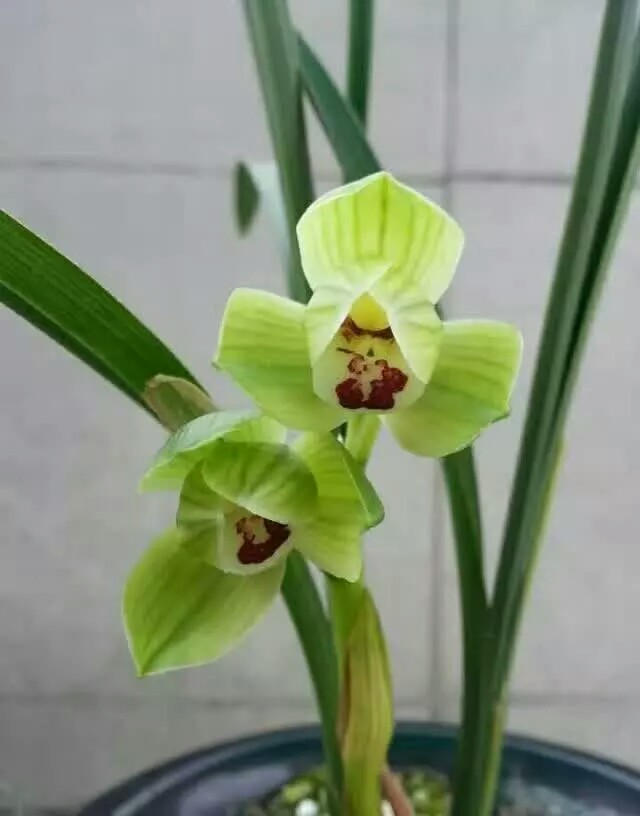 新手兰友的建议,新手兰友容易入的坑